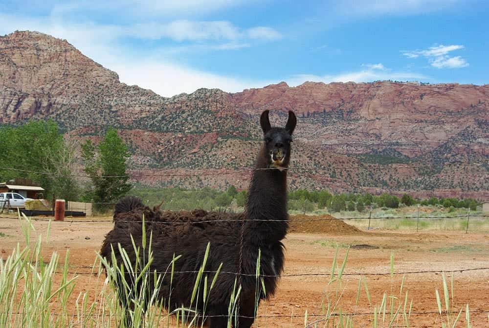 llama with a scenic background