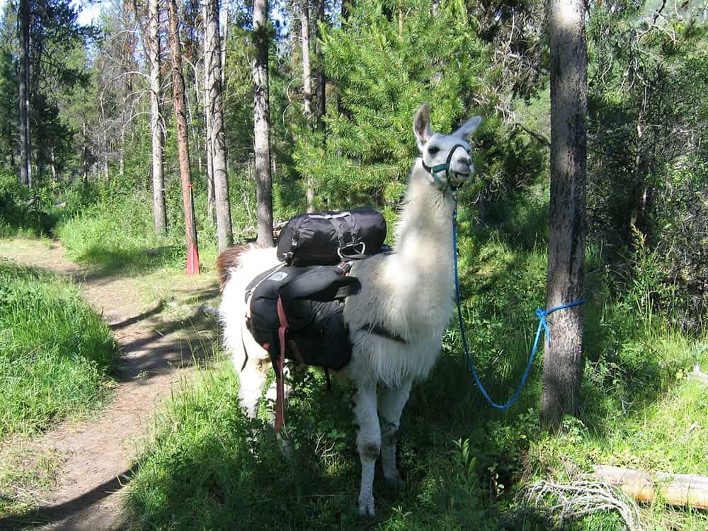 llama with trail bag