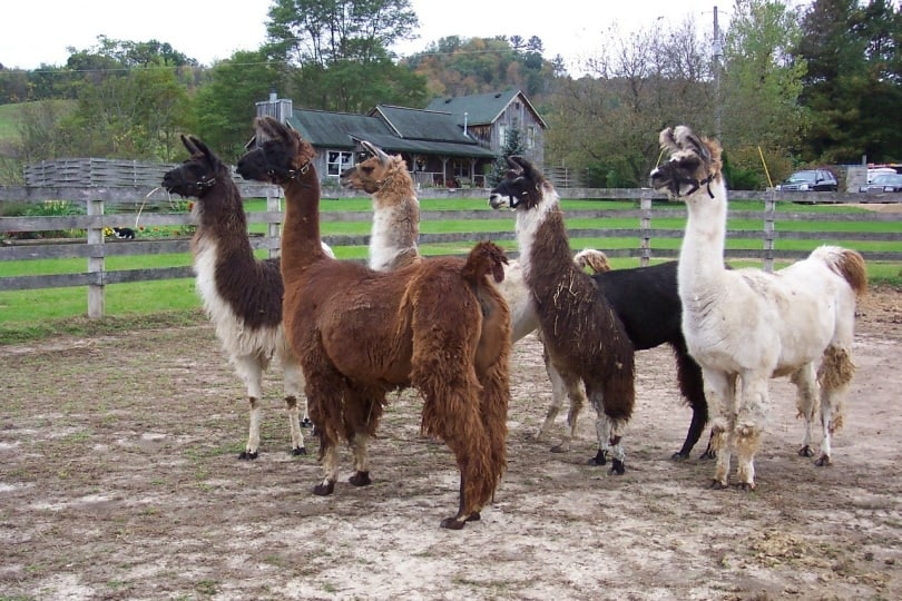 llamas in field