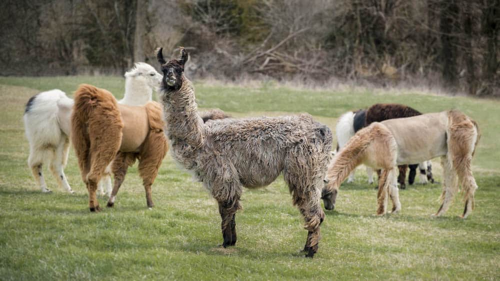 llamas in the meadow