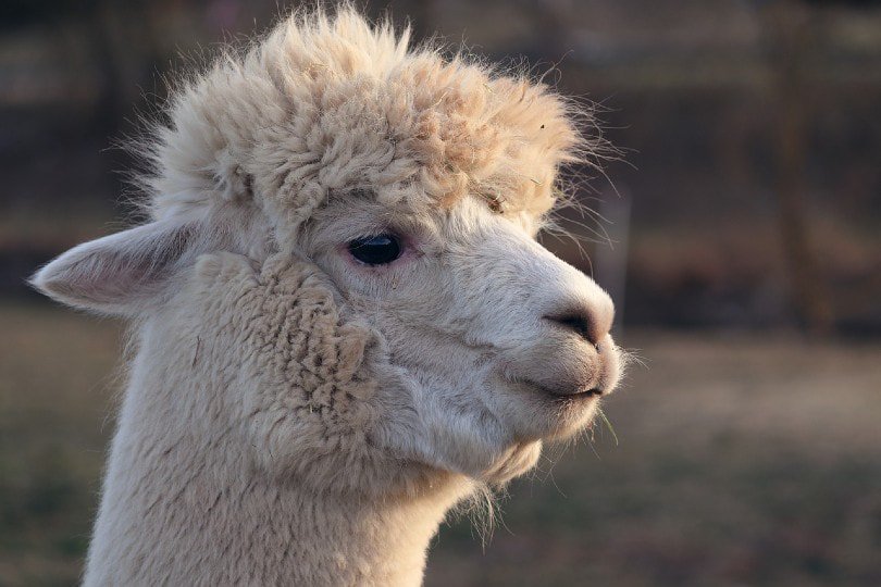 llama's side profile