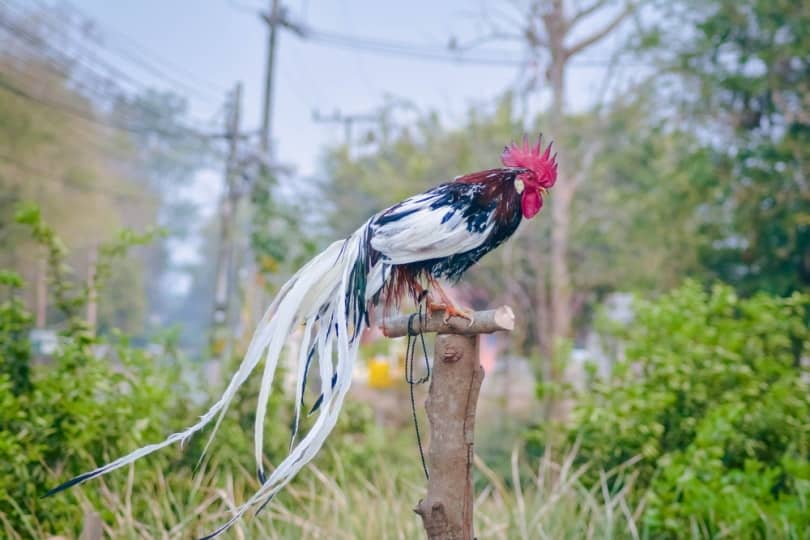 longtail chicken onagadori standing on a perch