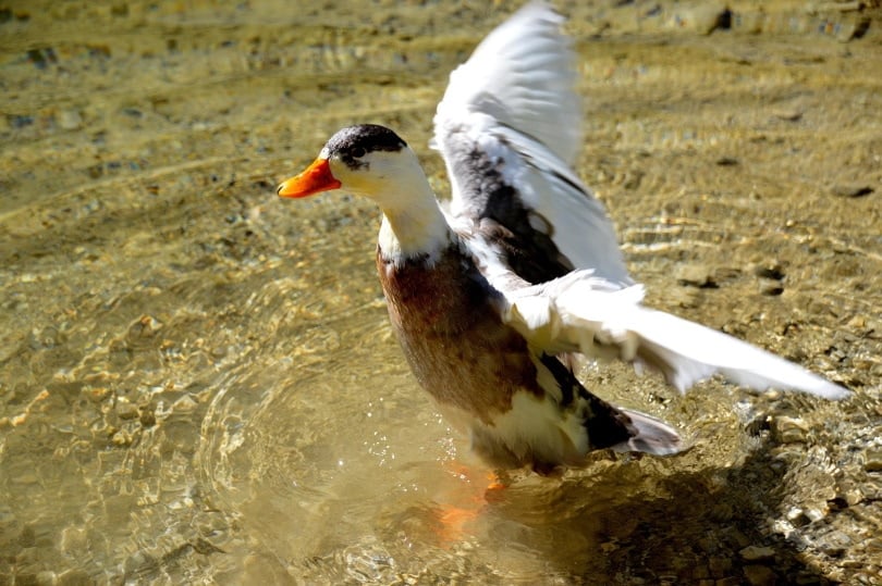 magpie duck in water