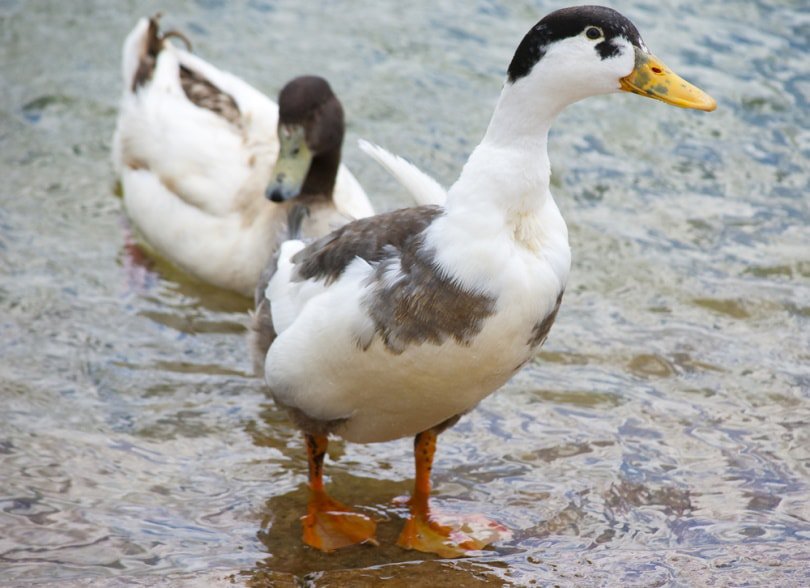 magpie ducks in water