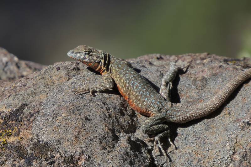male Common Side-blotched Lizard basks in the sun