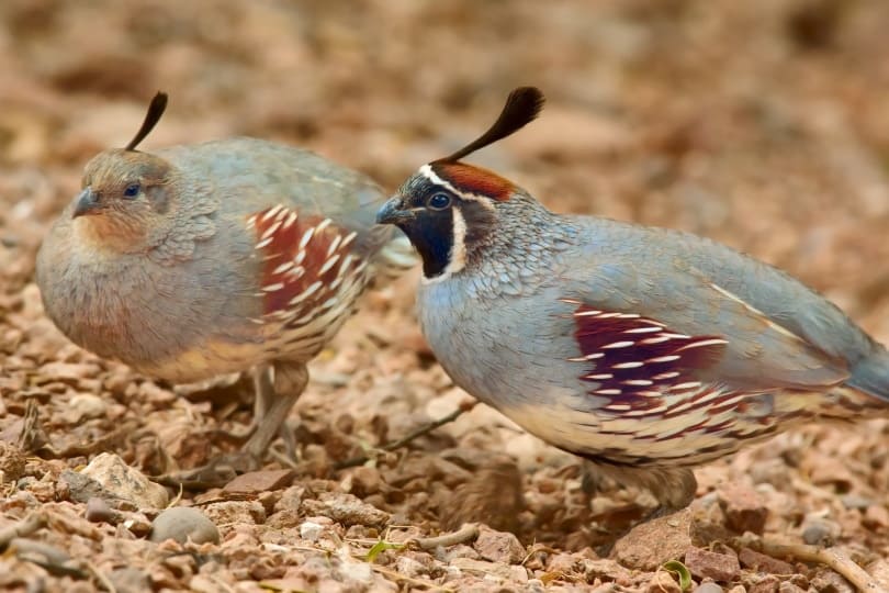 male and female gambels quail