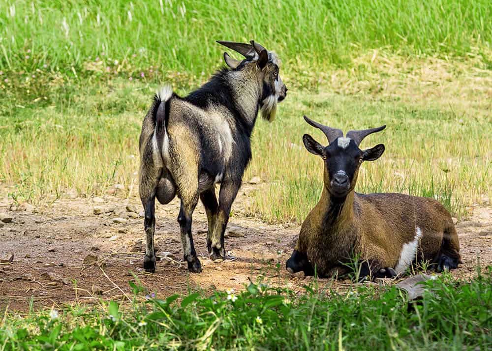 male and female goats in the field