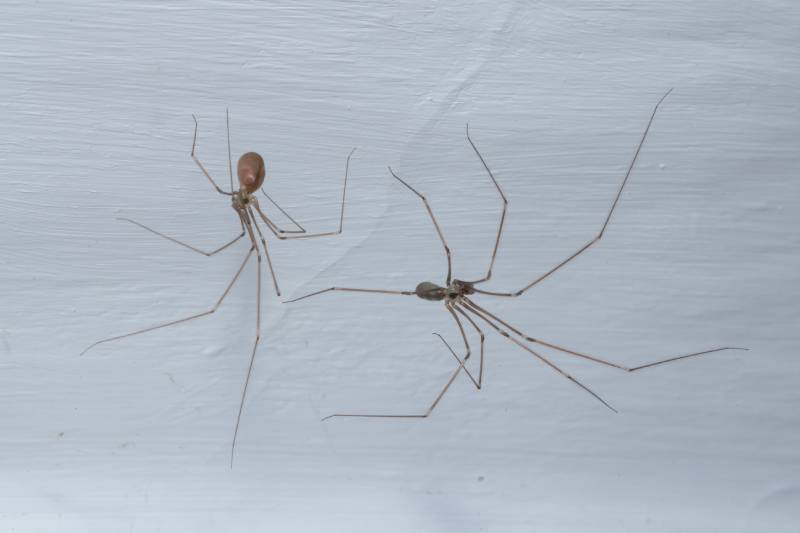 male and female long-legged pholcus phalangioides spider