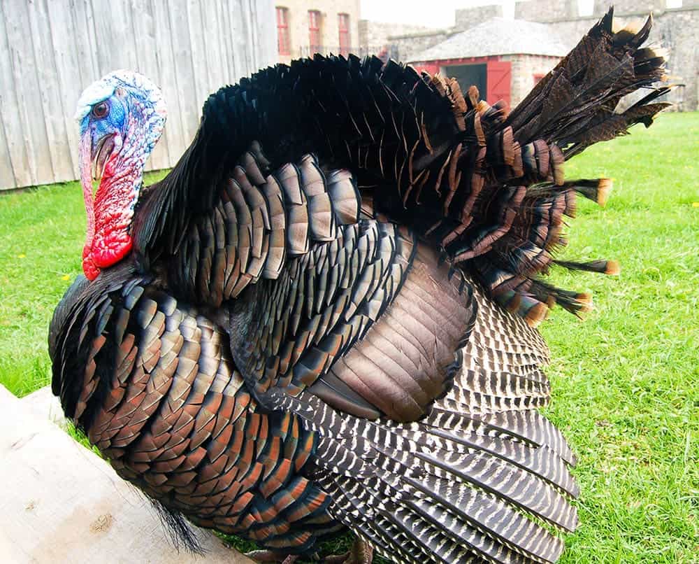 male bronze turkey close up