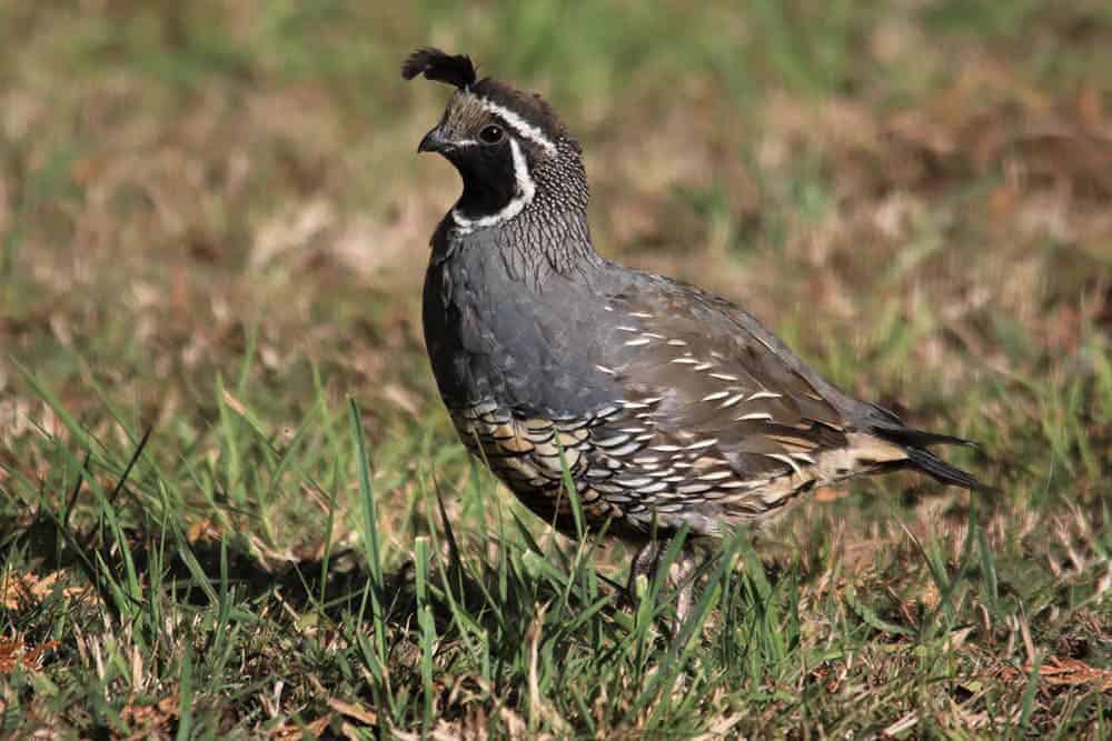 male california quail