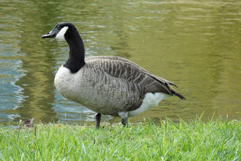 male canada goose