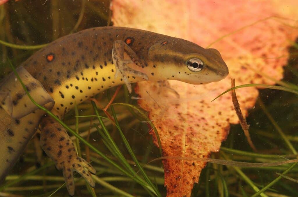 male eastern newt underwater