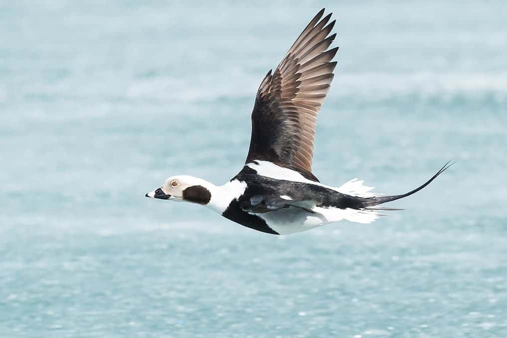 male Long-tailed Duck