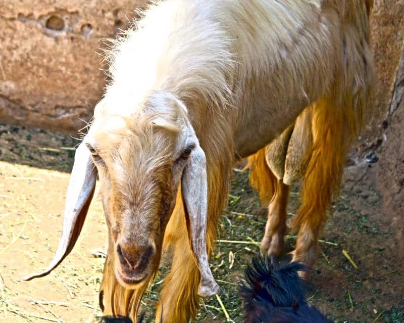 male sudanese goat