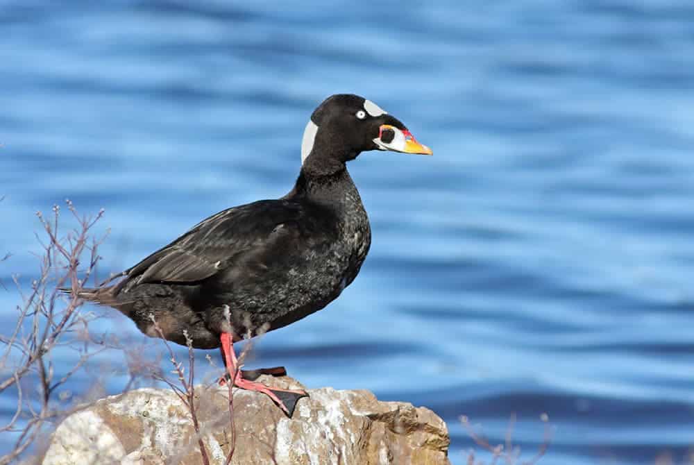 Male surf scoter black duck outside by water