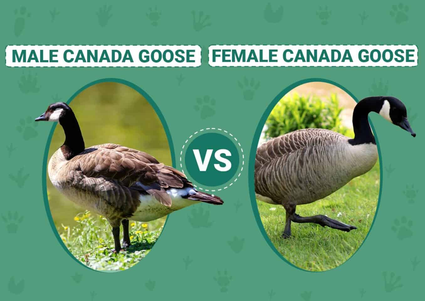 Male vs Female Canada Goose: