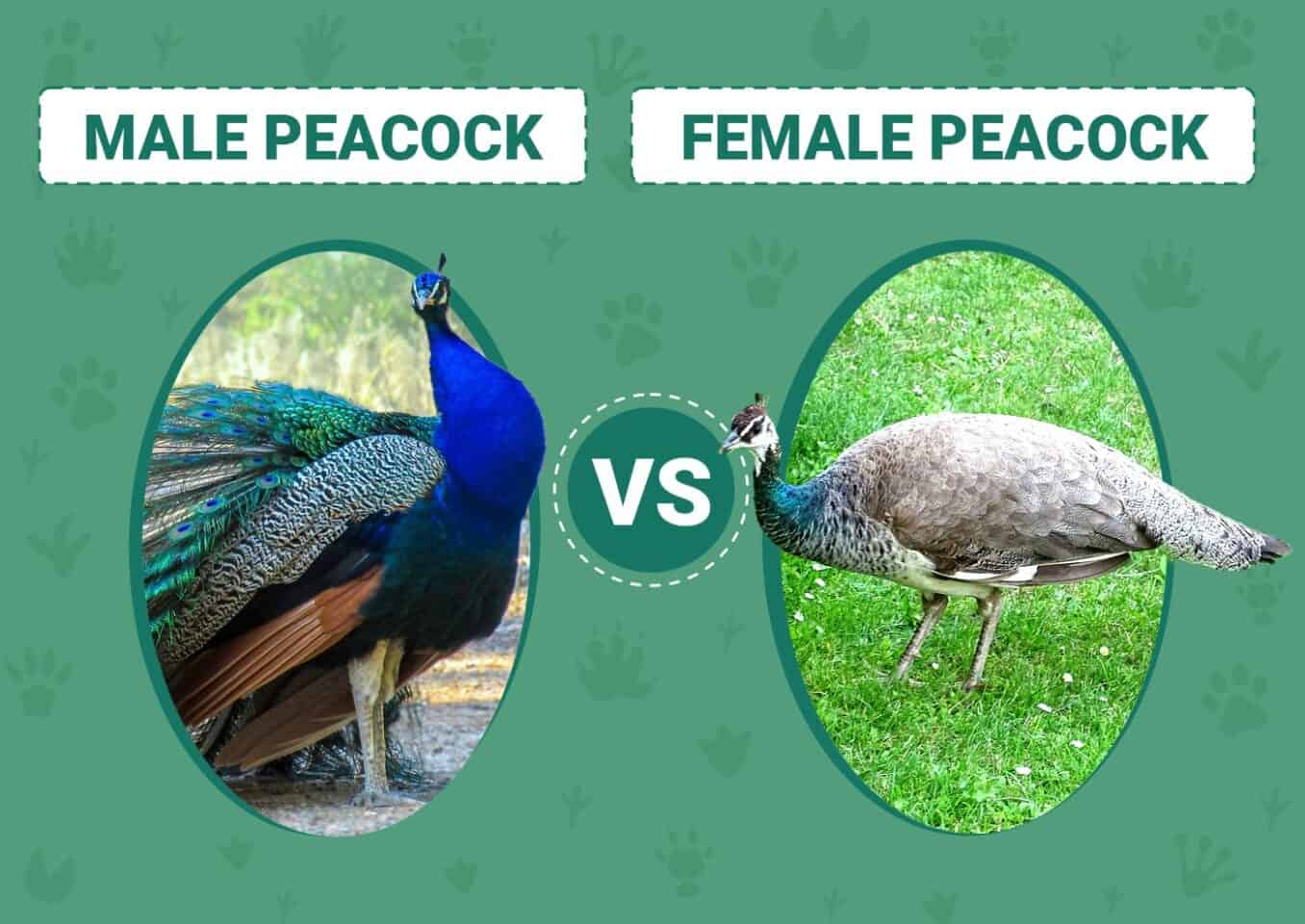 Male vs Female Peacocks