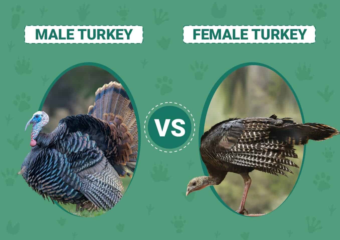 Male vs Female Turkeys