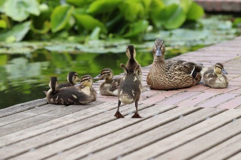 mallard duck and ducklings
