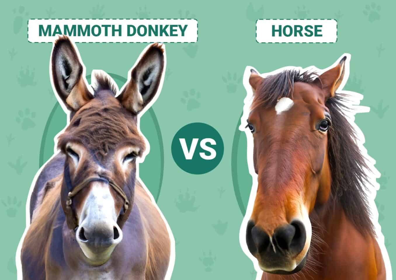 mammoth donkey vs horse