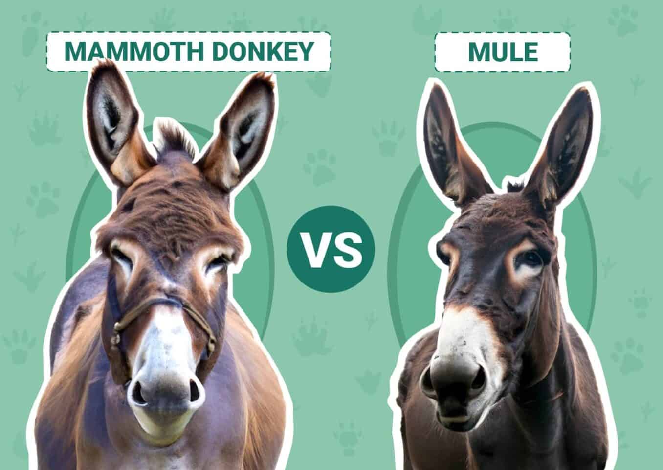 Mammoth Donkey vs. Mule