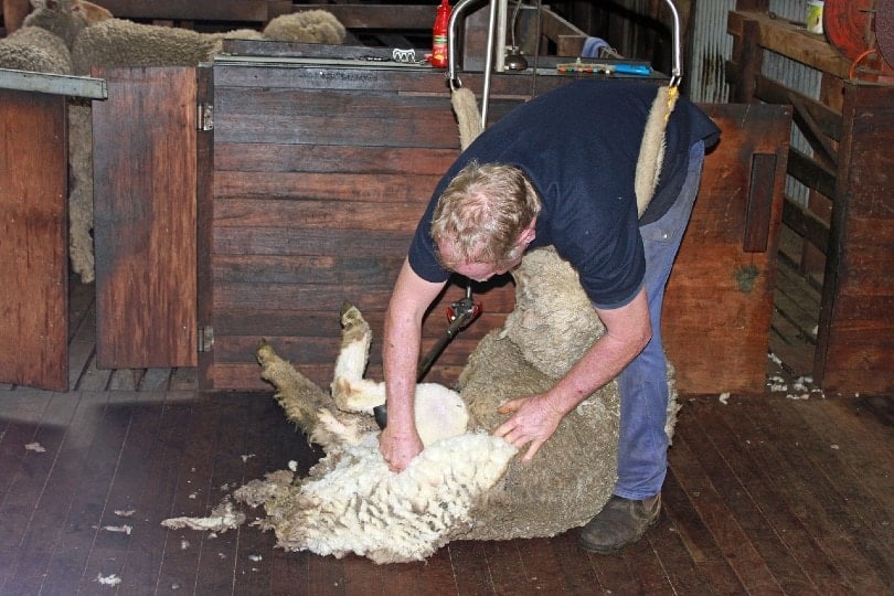 man shearing his sheep