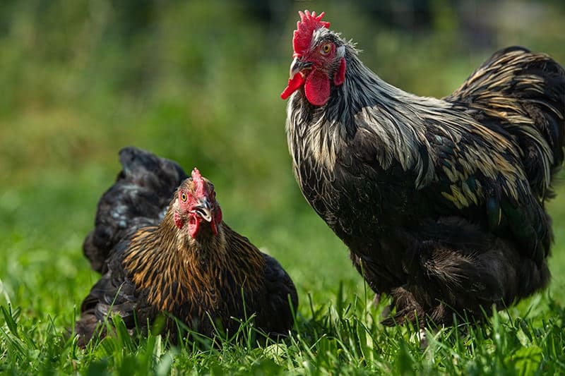 marans cock and hen in a summer meadow