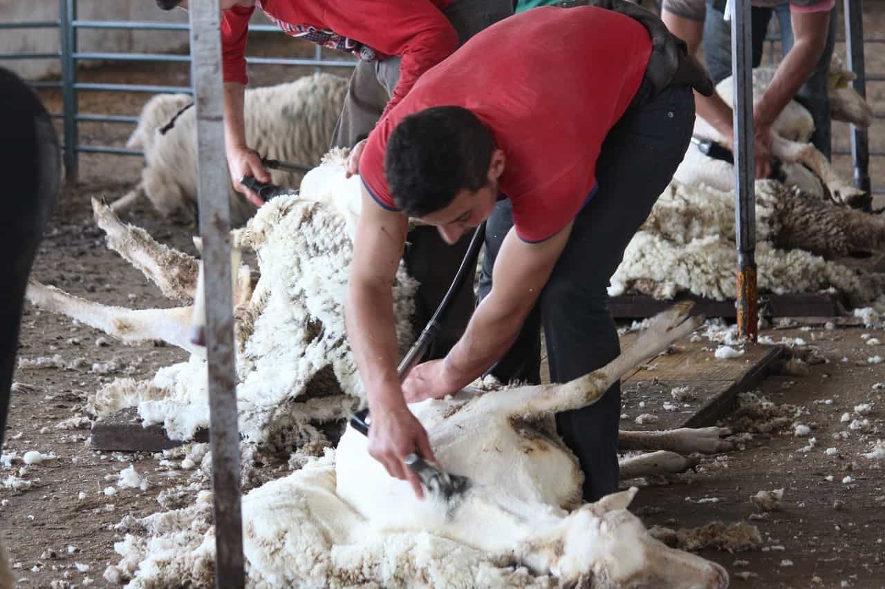 men shearing sheep