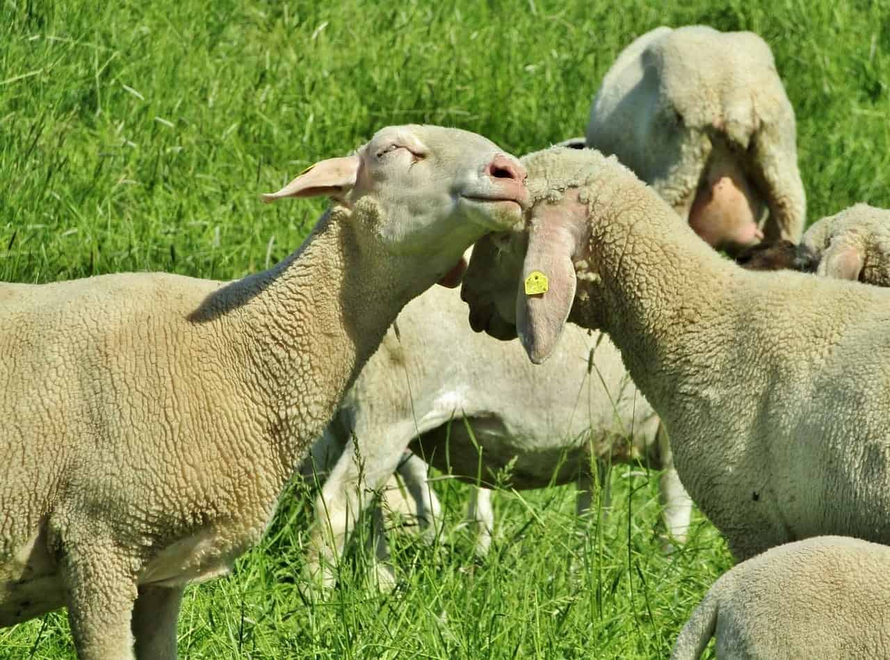 merino sheep cuddling