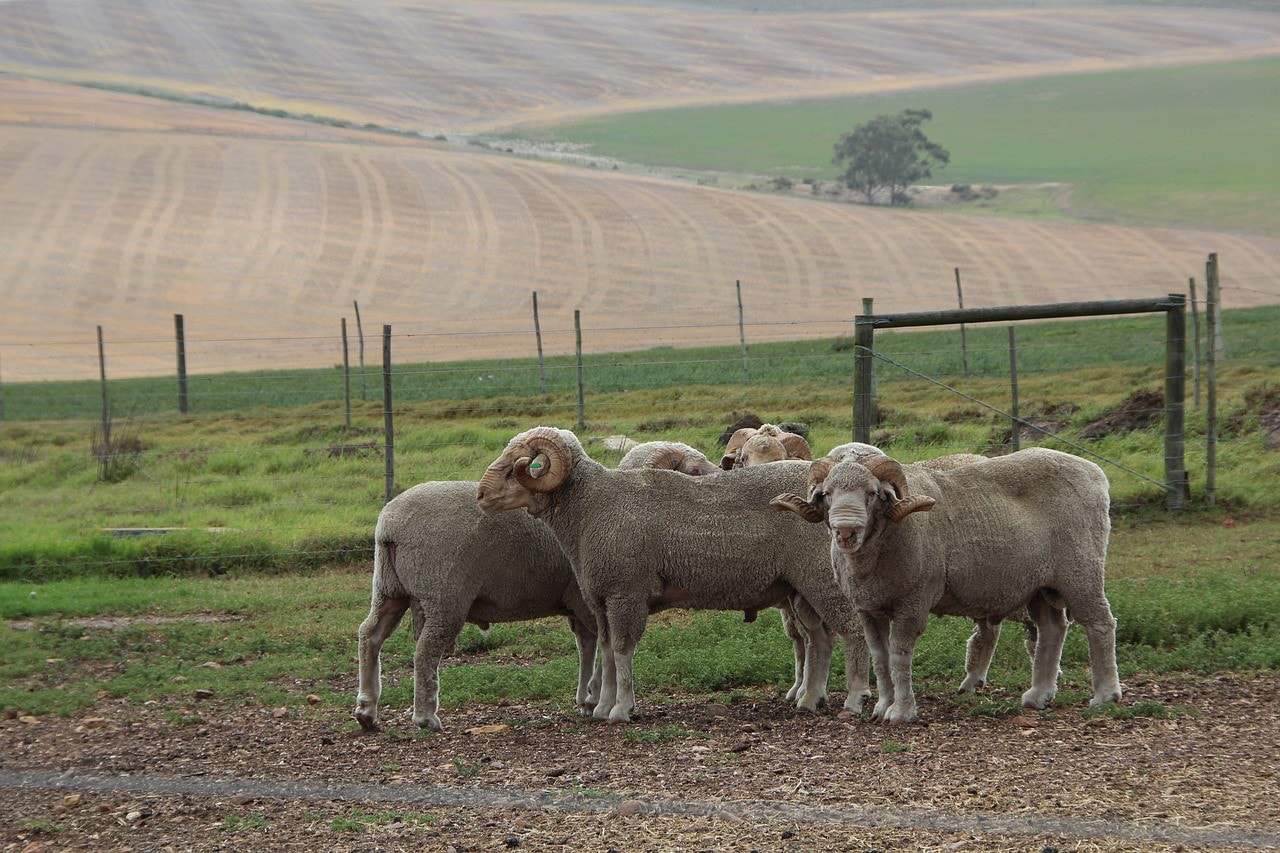 merino sheeps in the field