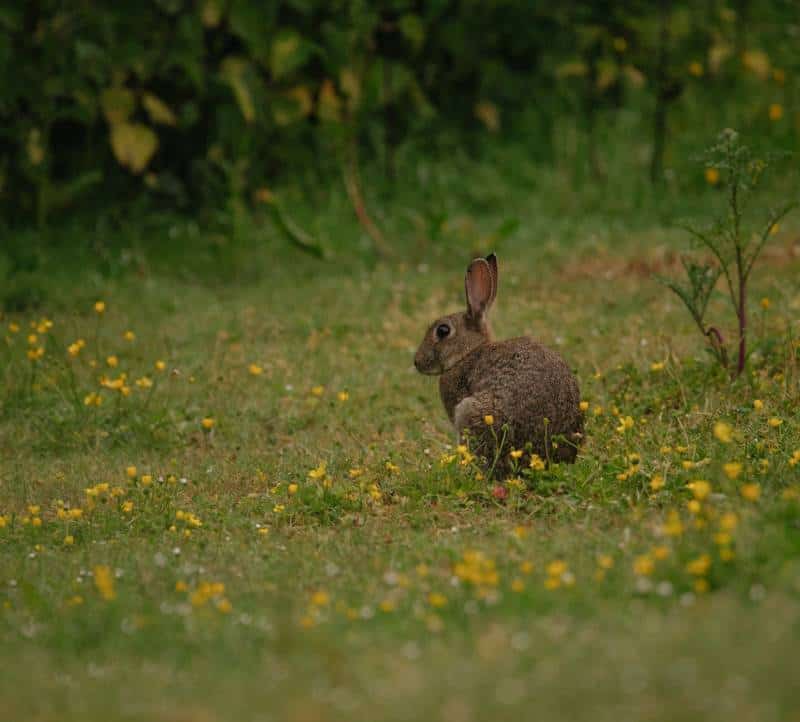 mexican cottontail rabbit in the meadow