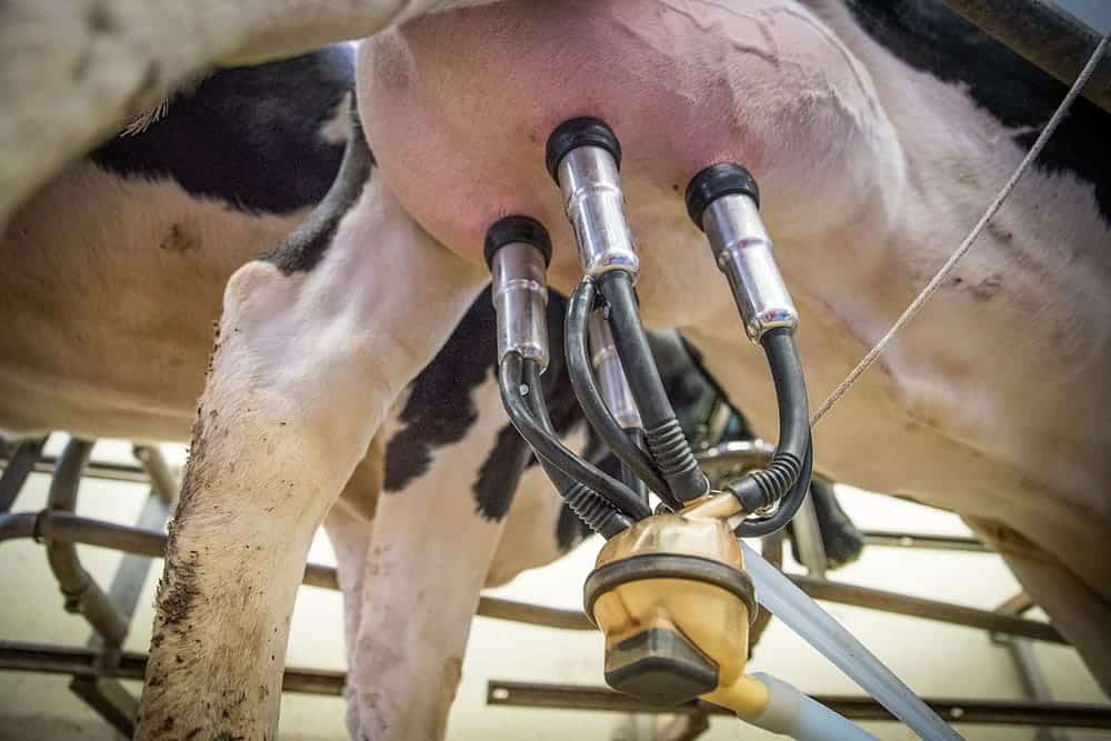 milking cow