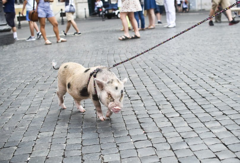 mini pig walkig on a leash