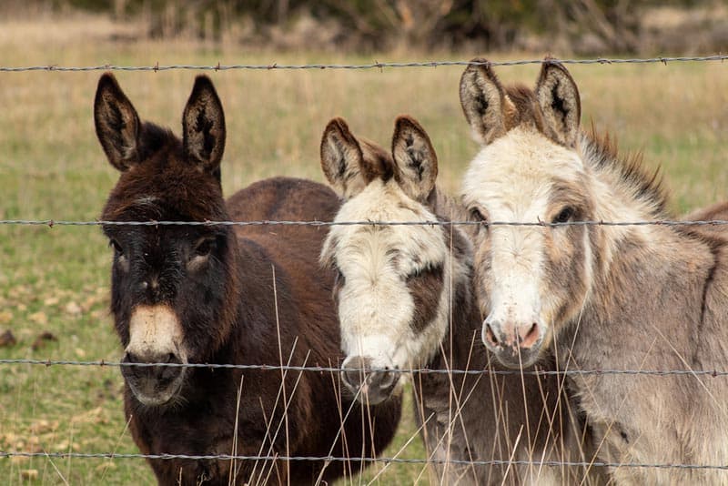 miniature donkeys standing next to a wire fence