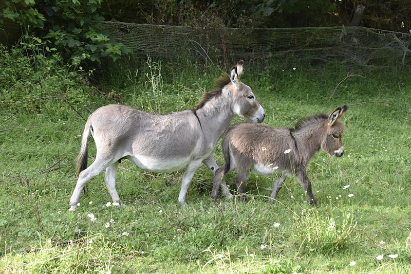 miniature donkeys walking on grassy field