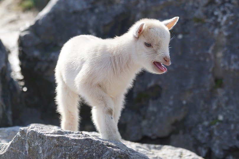 miniature goat-pixabay
