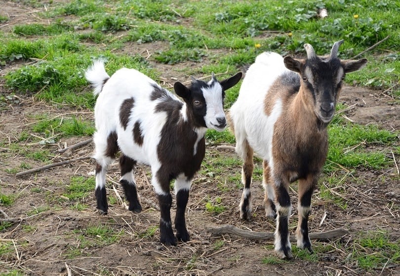 miniature goat