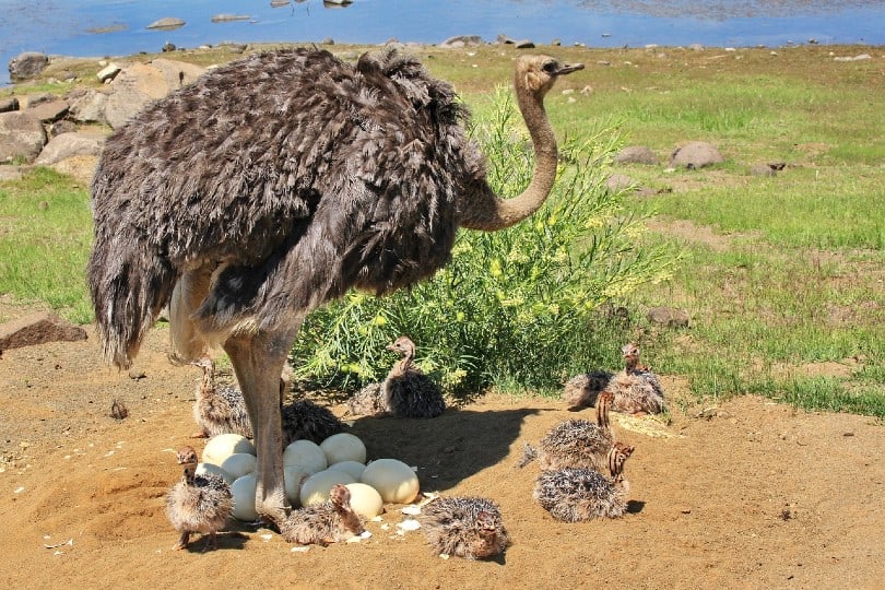 mother ostrich with her eggs