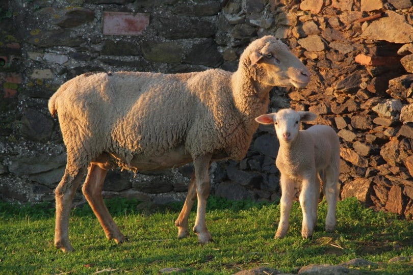 mother sheep and her baby