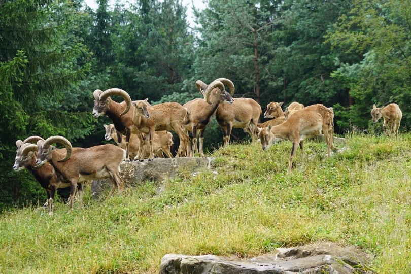 mouflon sheep in the wild