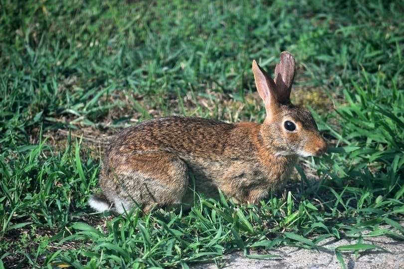 mountain cottontail rabbit on grass