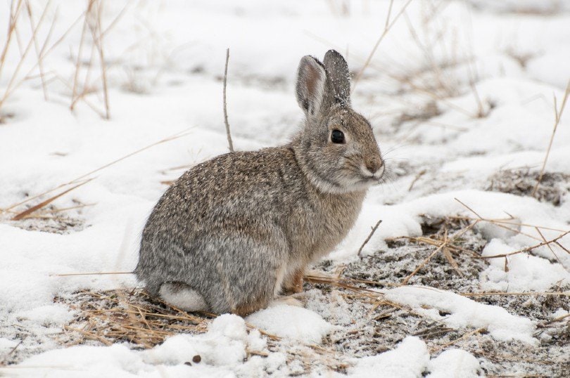 rabbit on snow