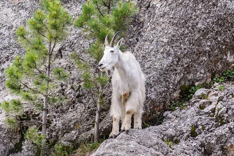 mountain goat on a cliff