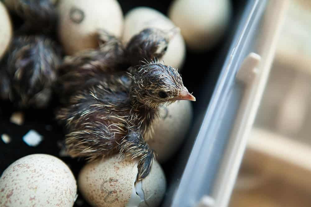 mountain quail chicks in the incubator