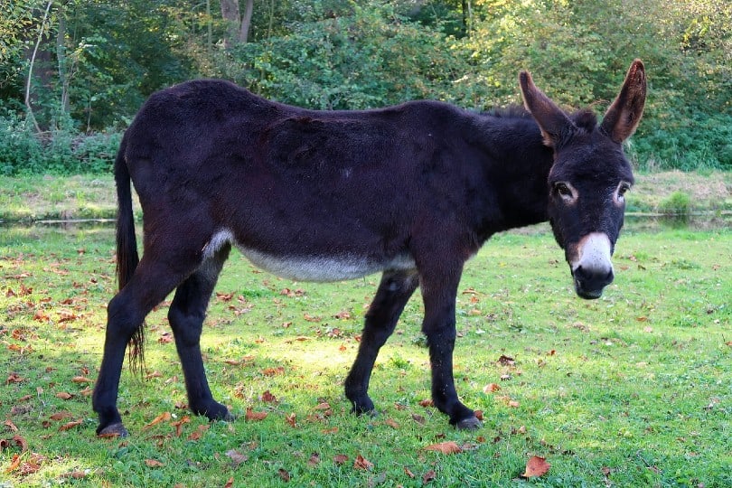 mule standing on grass