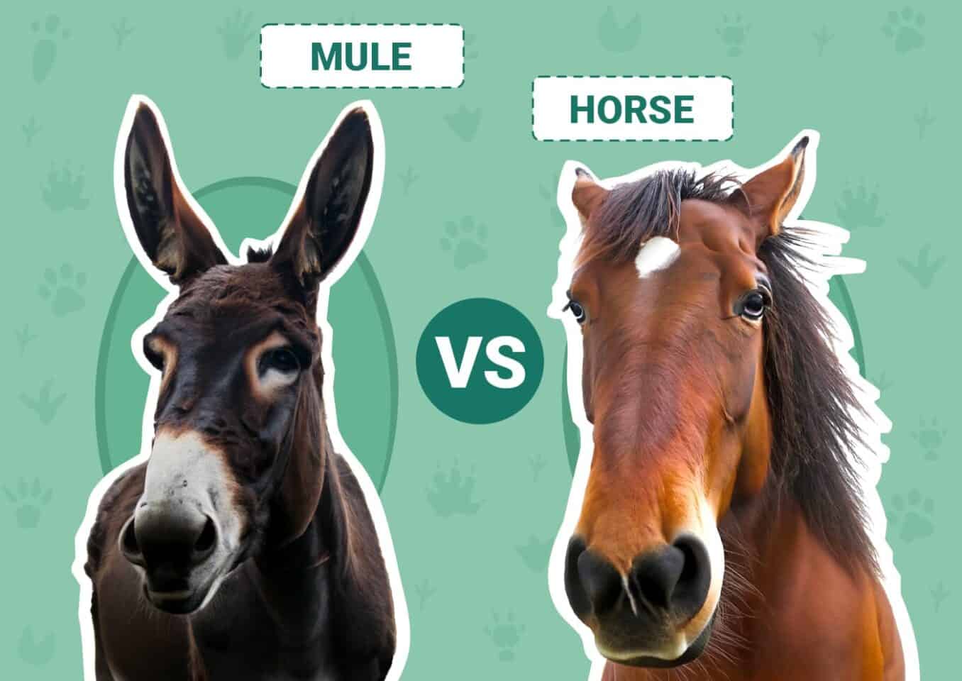 Mule vs. Horse
