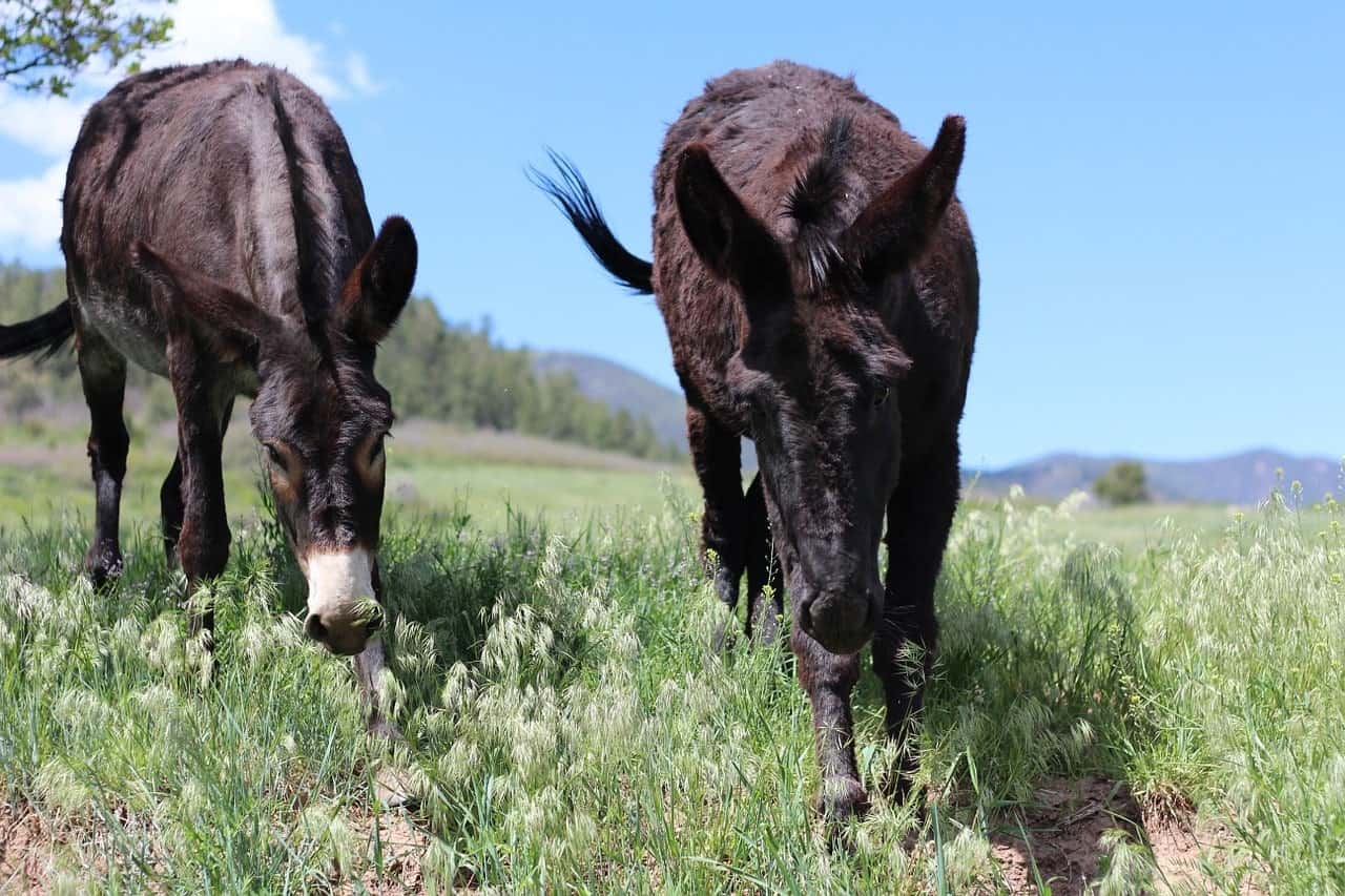 mules in the meadow