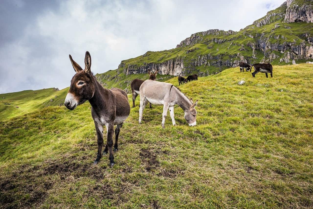 mules in the mountain