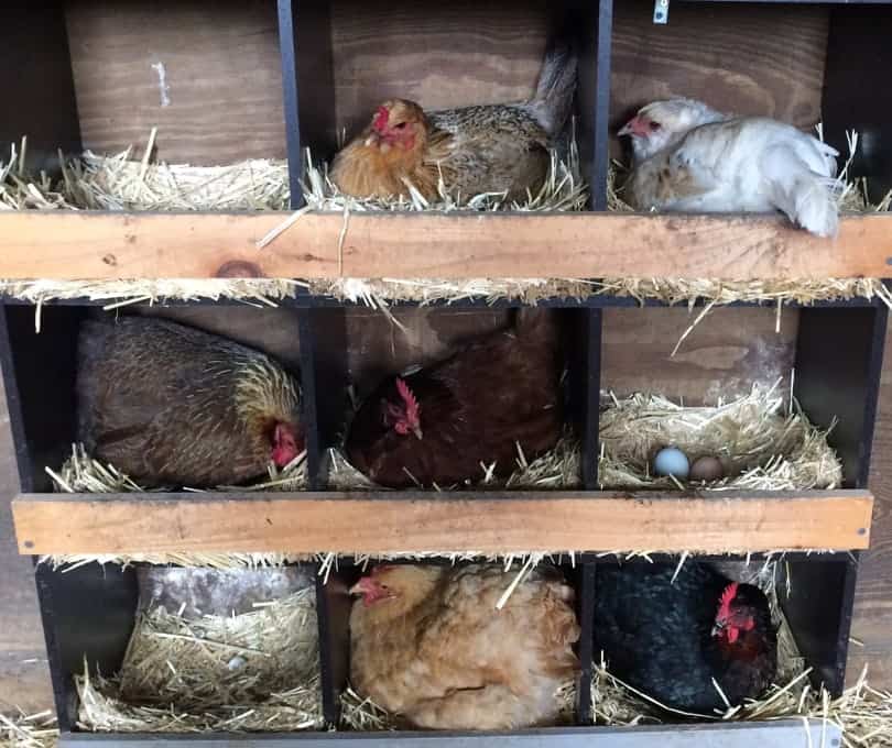 multiple chicken nesting box