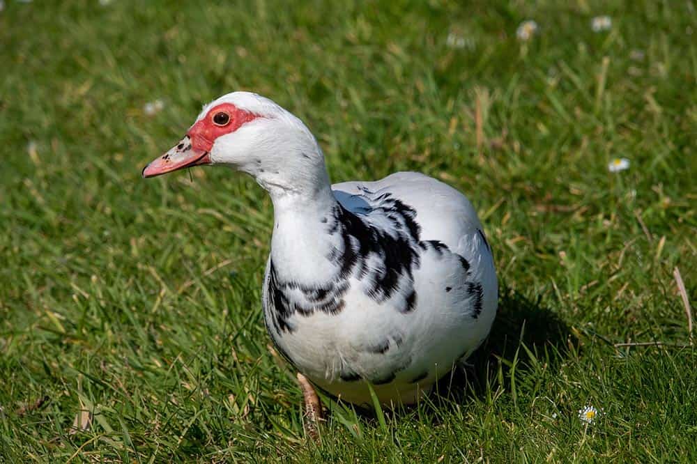 muscovy duck in the grass